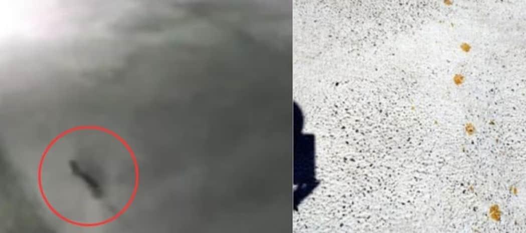 Buscan a gato radiactivo de Japón