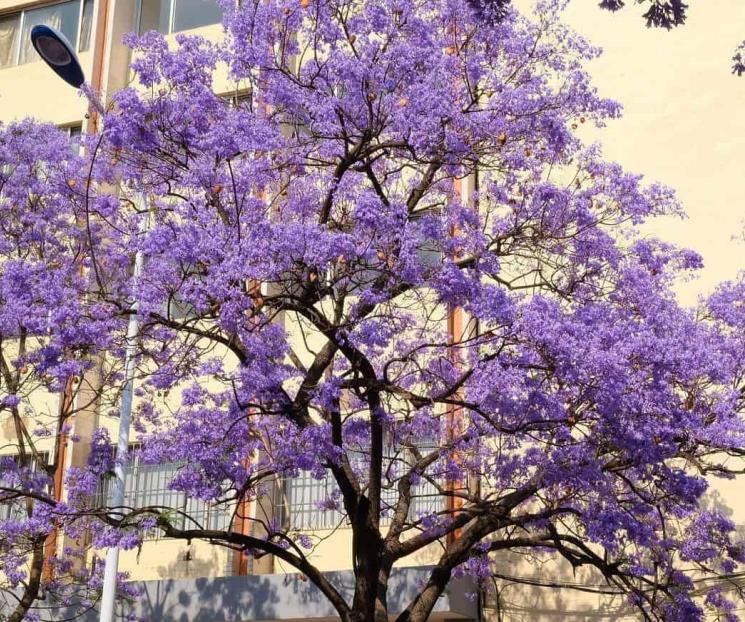 Propiedades de la infusión de jacaranda