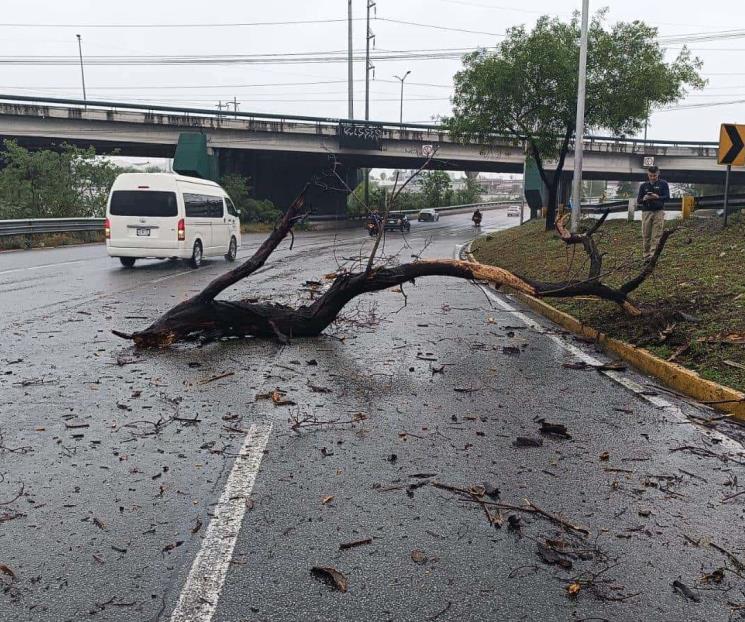 Cae árbol y daña dos vehículos