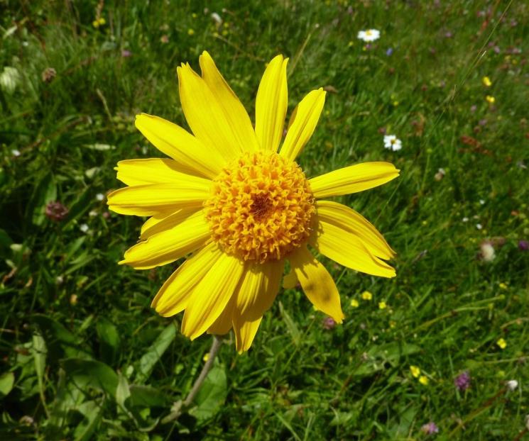 Esta es la hierba que cura golpes y alivia la bronquitis