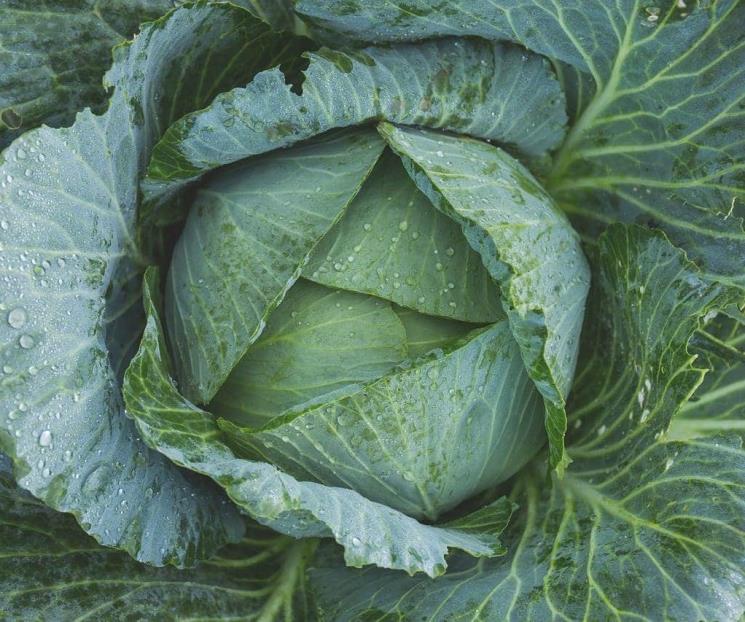 La col reduce el riesgo de enfermedad arterial coronaria