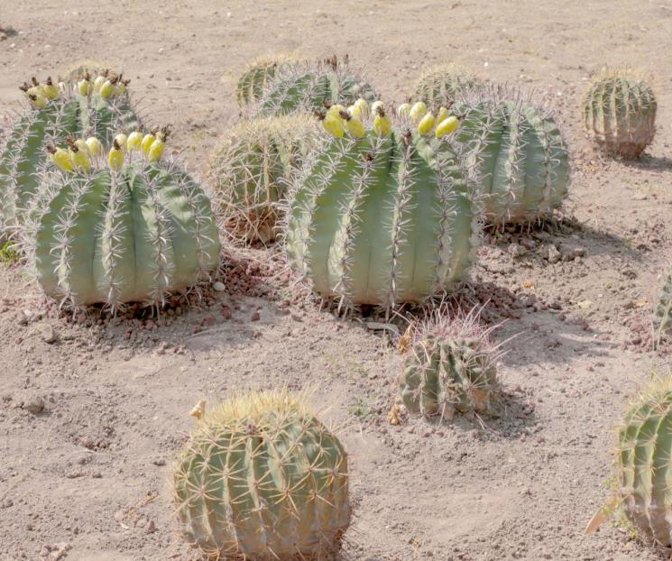 Amplía UANL red de jardines etnobiológicos en NL Amplía UANL red de jardines etnobiológicos en NL