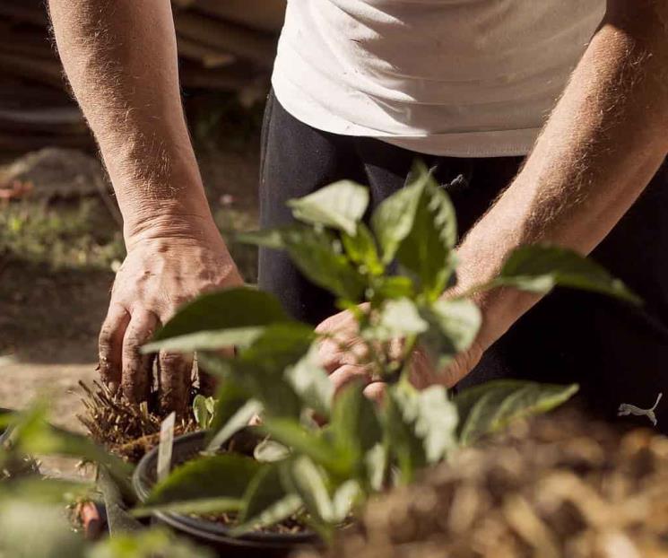 Las plantas emiten sonidos cuando están en peligro: estudio