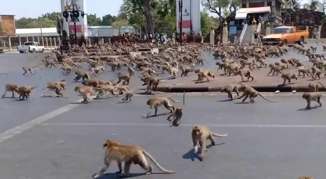 Policías en Tailandia combaten ataques de monos salvajes