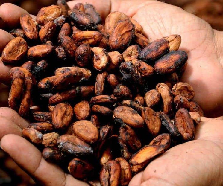 El cacao puede cambiar el ánimo en cuestión de minutos