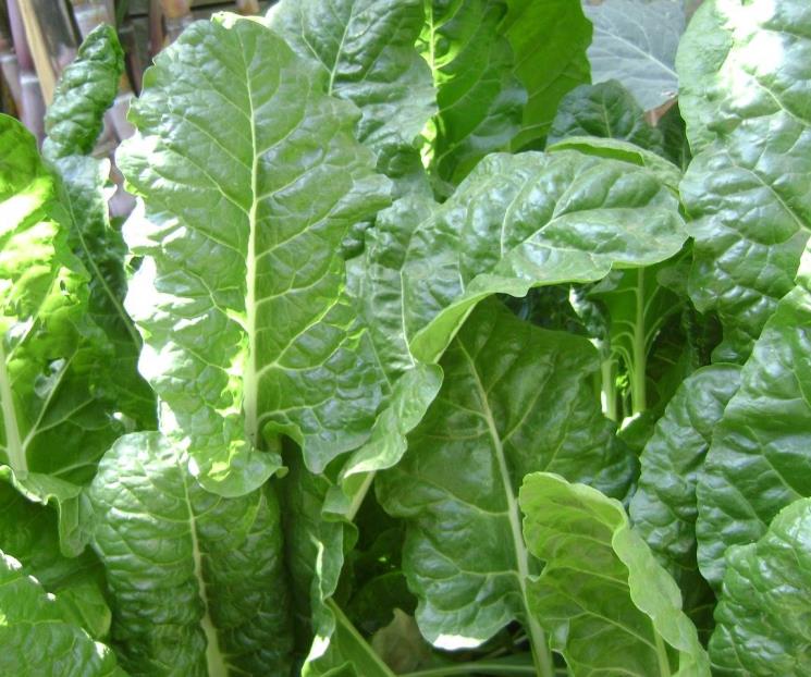 Comer espinaca sirve para incrementar la masa muscular