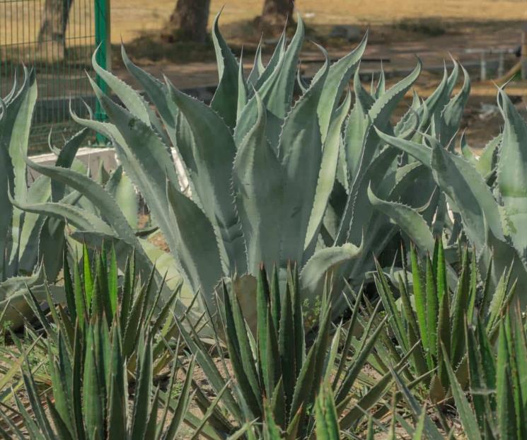 Amplía UANL red de jardines etnobiológicos en NL