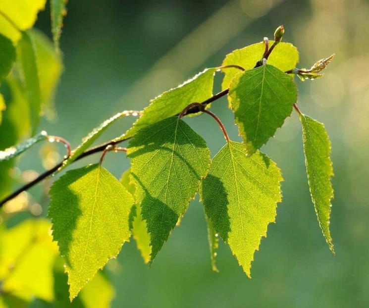 La desconocida infusión que termina con la celulitis