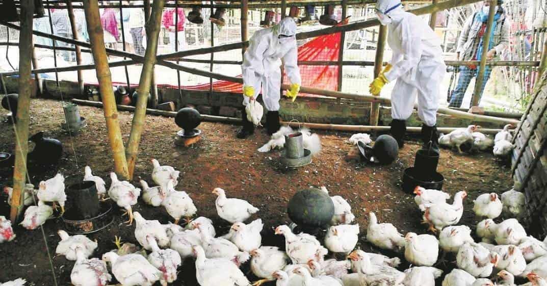 Pandemia de Gripe aviar podría ser 100 veces peor que la de Covid