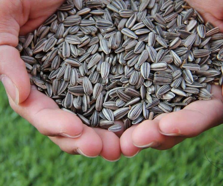 Beneficios de la semilla de girasol para la salud