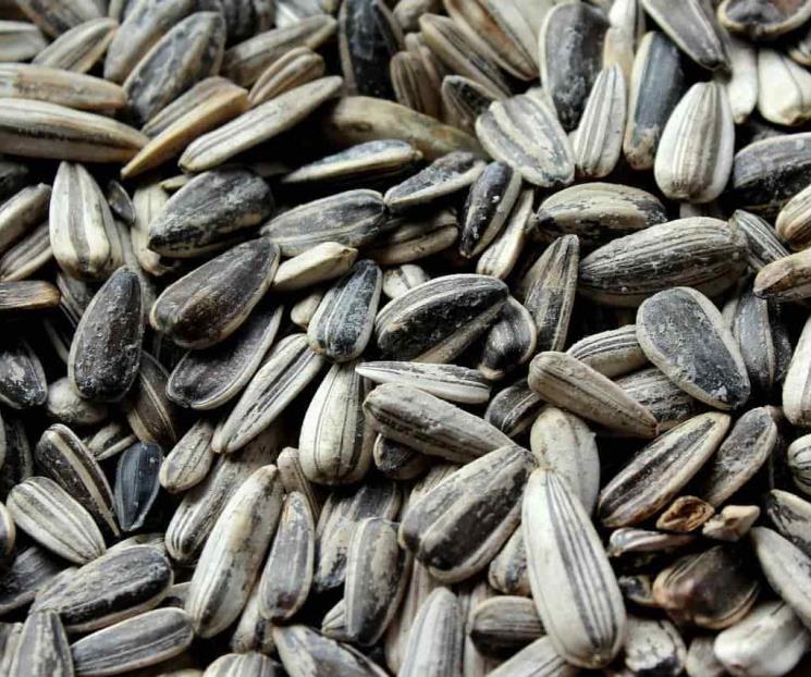 Semillas de girasol previenen problemas durante el embarazo