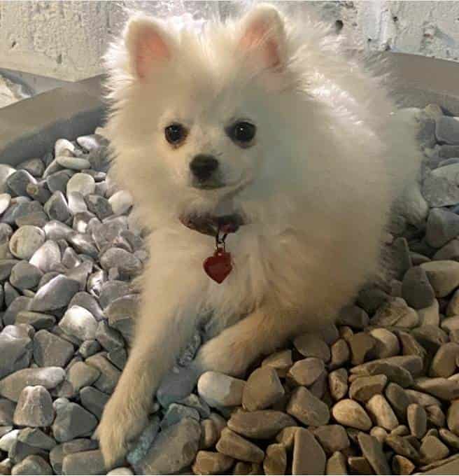 Una vecina de la Colonia Contry pudo recuperar a su perrita pomeriana, con el apoyo de oficiales de Policía de Monterrey, tras de un mes que estuvo desaparecida.