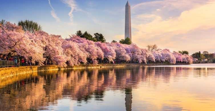 Regalará Japón a EU 250 cerezos nuevos