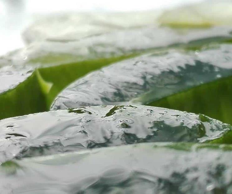 Beneficios del aloe vera para combatir la caída del cabello