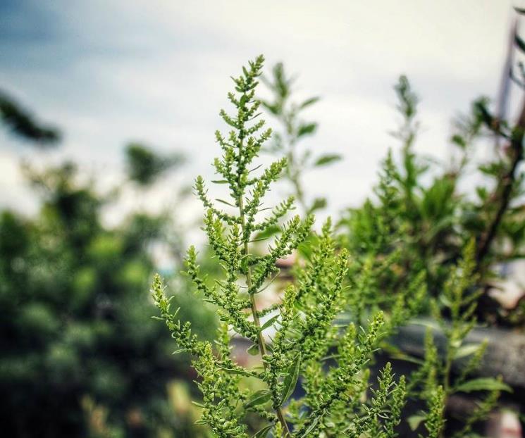La hierba que disminuye dolores menstruales y combate parásitos