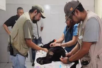 Jaguar muere por inundación de aguas negras en Zoológico de Morelia