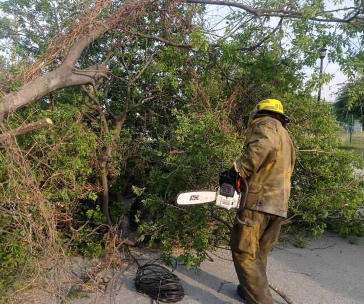 Causa viento daños en Linares