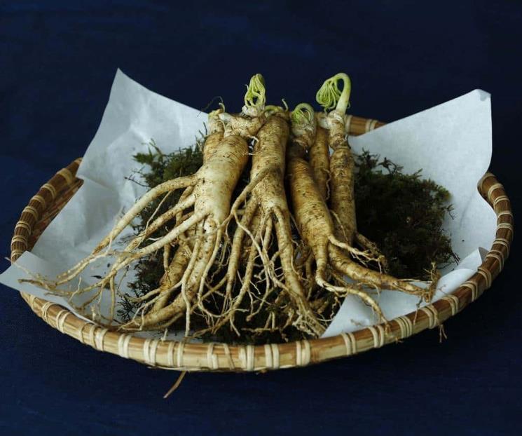 Ginseng, energizante natural para combatir el cansancio