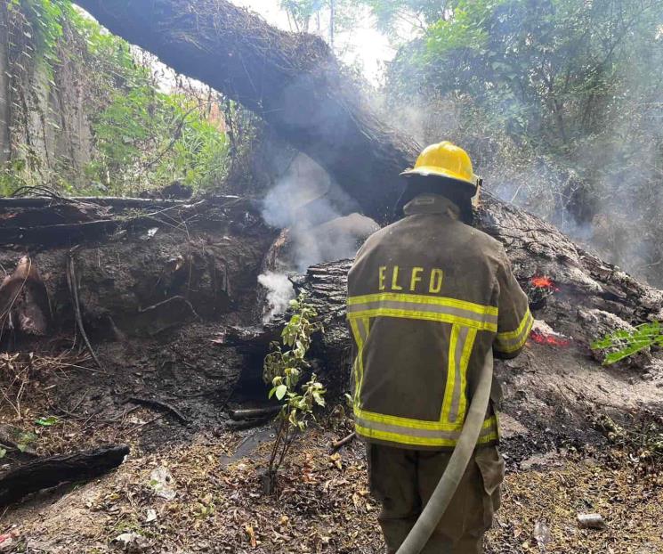 Evitan a tiempo incendio forestal