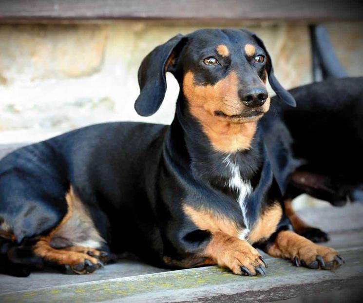 Alemania busca prohibir la cría del perro salchicha
