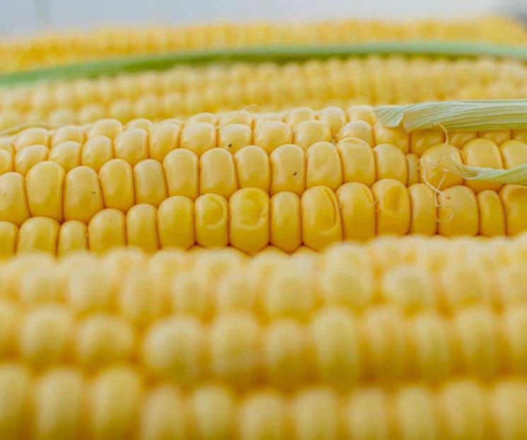 Estos son los costos del frijol, maíz y arroz en los últimos 12 años Estos son los costos del frijol, maíz y arroz en los últimos 12 años
