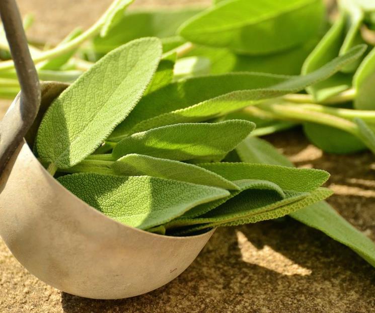 Tres hierbas naturales que purifican los pulmones