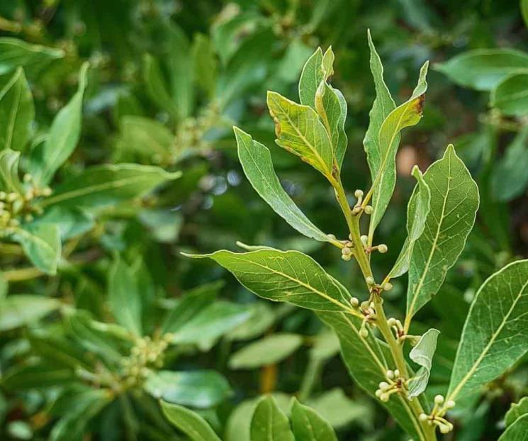 Las plantas que ahuyentan a las cucarachas