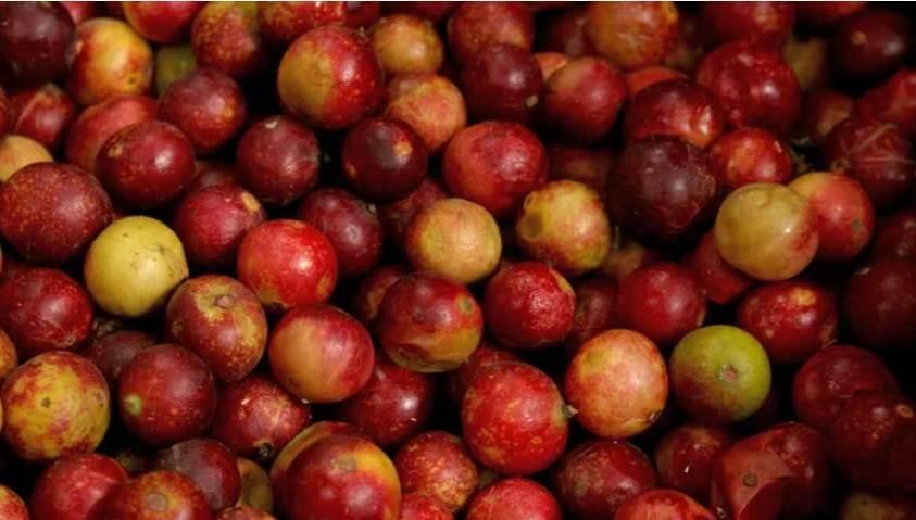 El fruto camu camu ayuda a prevenir enfermedades degenerativas