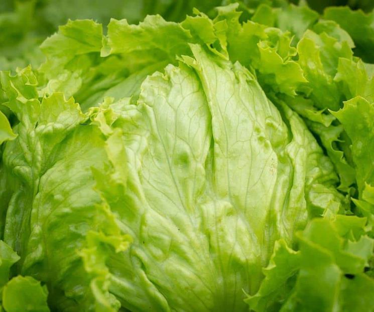 Lechuga protege al corazón de enfermedades