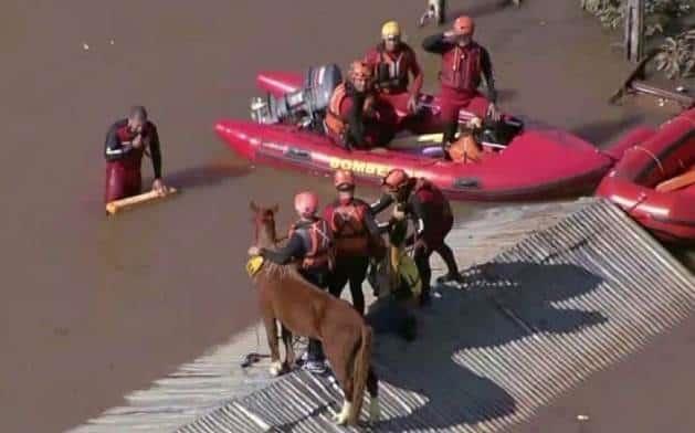 Se viraliza rescate de caballo atrapado en Brasil