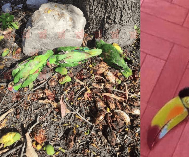 Mueren aves por altas temperaturas en la Huasteca Potosina