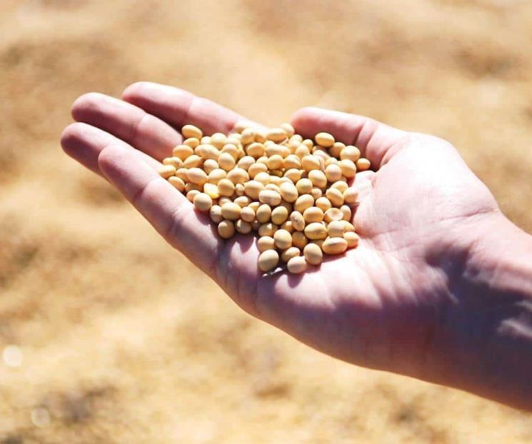 La soja aporta 5 veces más potasio que el plátano