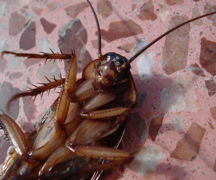 ¿Por qué las cucarachas salen en época de calor y cómo combatirlas?