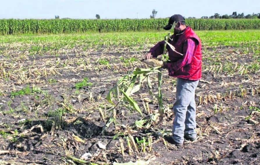 Sequía afecta producción de granos, hortofrutícolas y caña de azúcar