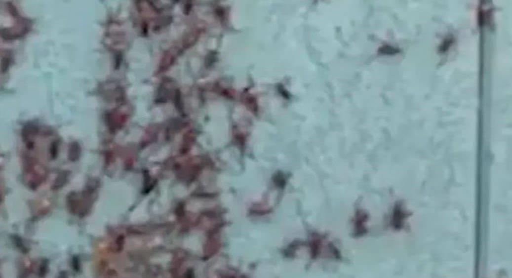 Grillos mormones caníbales desatan el caos en Nevada Grillos mormones caníbales desatan el caos en Nevada