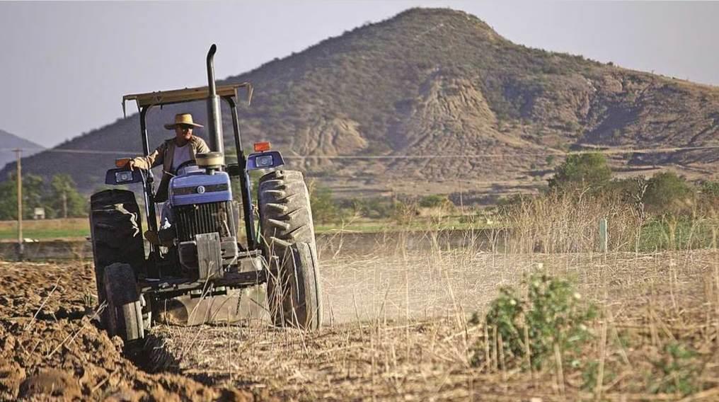 Nuevamente caerá cosecha de frijol, por sequía y falta de semillas