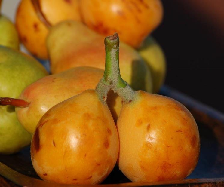 Beneficios de comer nísperos que seguro no conocías Beneficios de comer nísperos que seguro no conocías