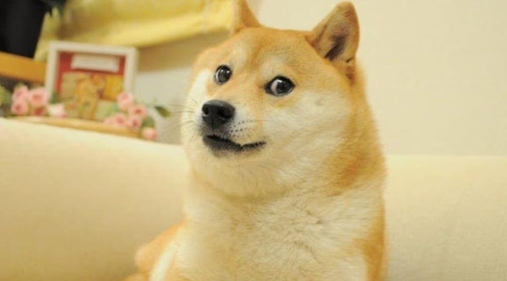 Muere Kabosu, la perrita detrás del meme de Doge