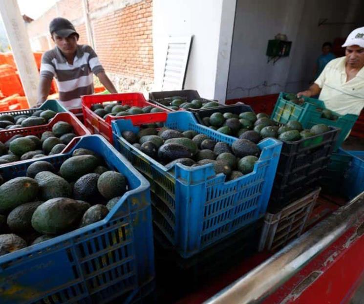 Investigan robo de 40 toneladas de aguacate en Michoacán Investigan robo de 40 toneladas de aguacate en Michoacán