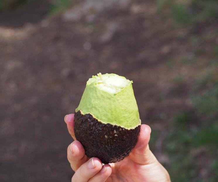 Aguacate en exceso puede afectar tus riñones e hígado