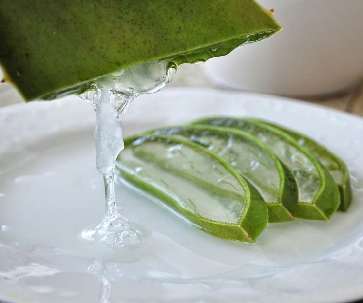 ¿Cómo tomar aloe vera para cuidar el aparato circulatorio?
