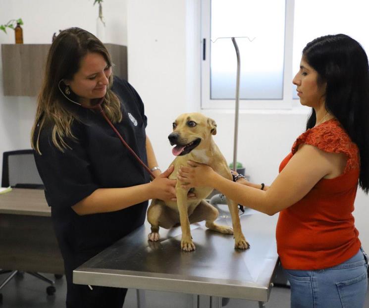 Ofrece San Pedro esterilizar mascotas