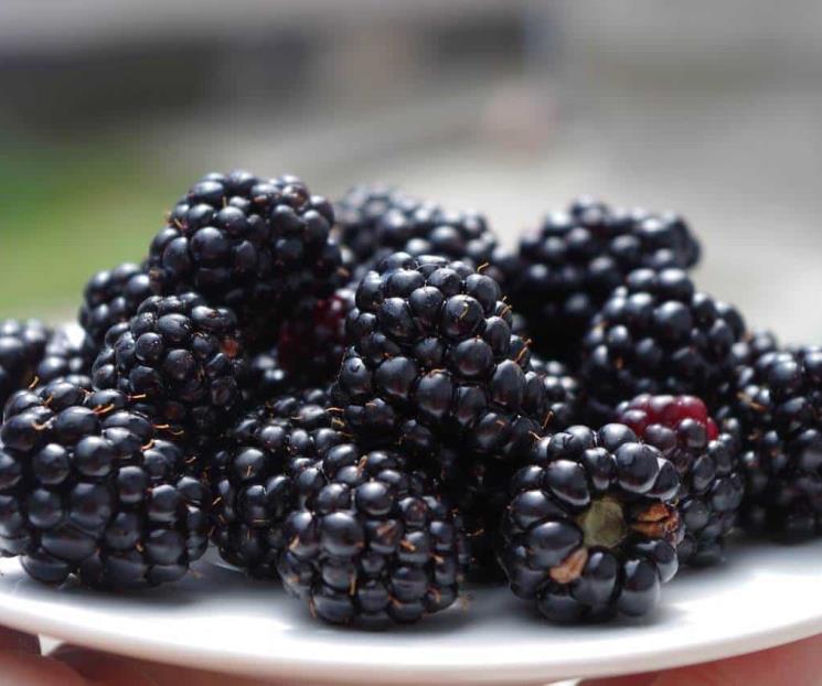 La mora, fuente indirecta de colágeno
