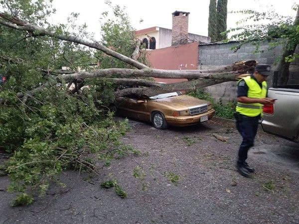 Dejan lluvias daños en región citrícola