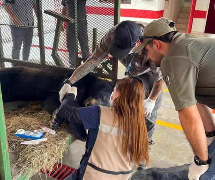 Rescatan a oso que deambulaba por calles de Escobedo