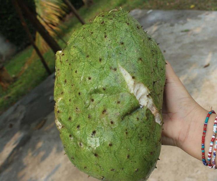 El jugo de guanábana previene arrugas en la piel y fatiga