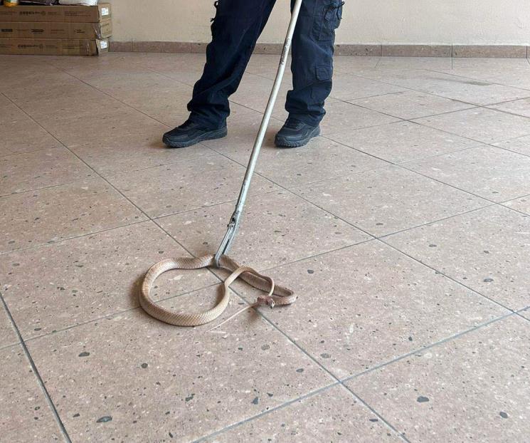 Moviliza víbora a rescatistas