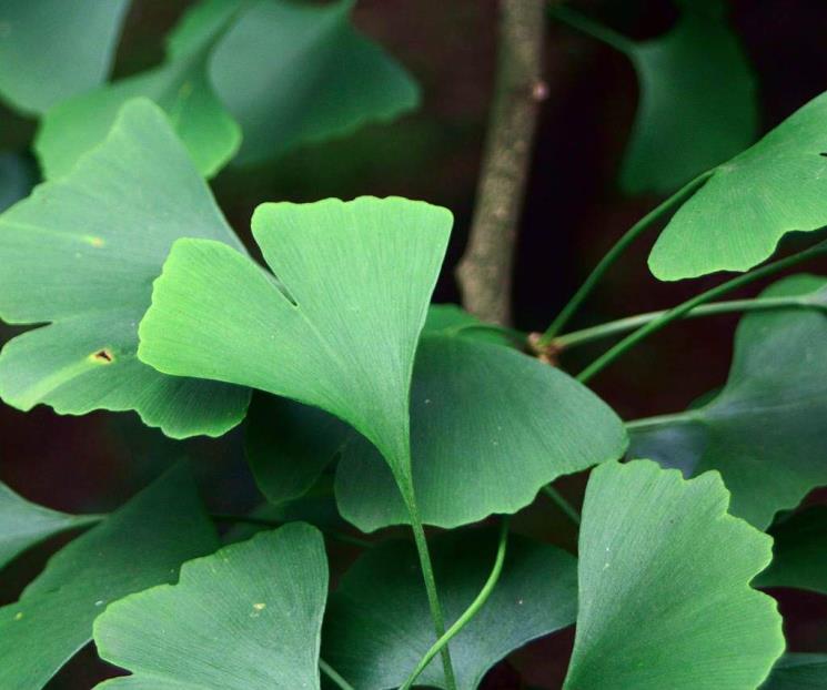 La planta medicinal que previene la degeneración macular