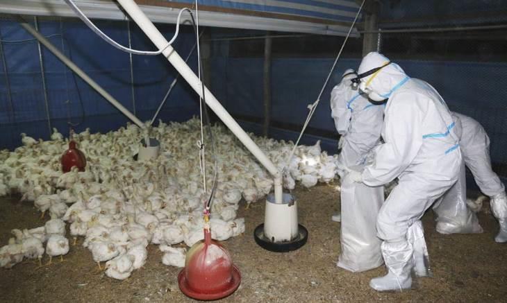 Anuncia OMS primera muerte por gripe aviar H5N2 en México