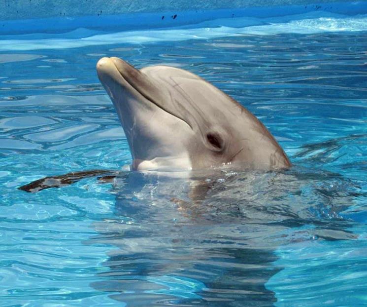 Conoce cuánto vive un delfín, según un biólogo